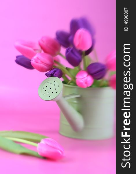 A pail full of spring tulips in purple and pink. A pail full of spring tulips in purple and pink