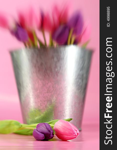 Pink and purple tulips on a pink background