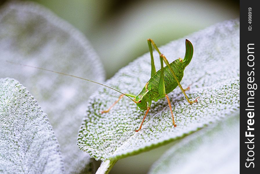 Grasshopper sitting on a leaf in the garden