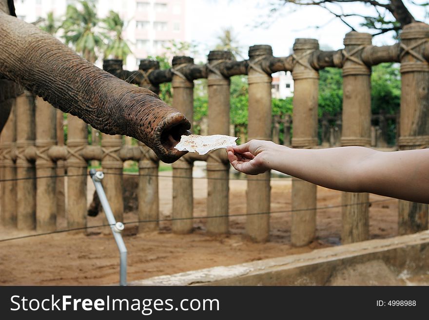 Elephant reaching it's trunk out to someone holding food. Elephant reaching it's trunk out to someone holding food.