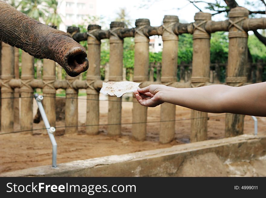 Elephant reaching it's trunk out to someone holding food. Elephant reaching it's trunk out to someone holding food.