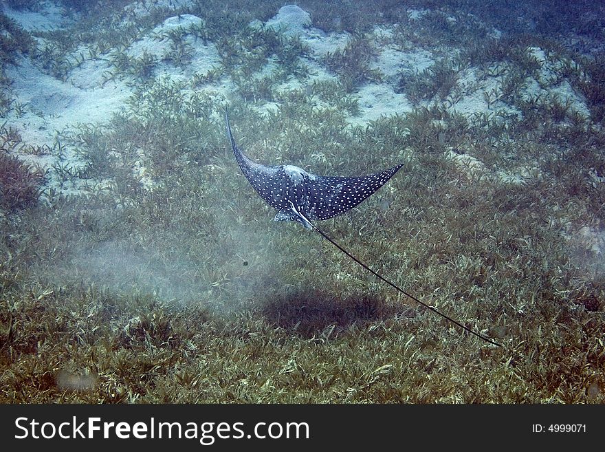 Spotted Eagle Ray (Aetobatus narinari) taken in Na'ama Bay.