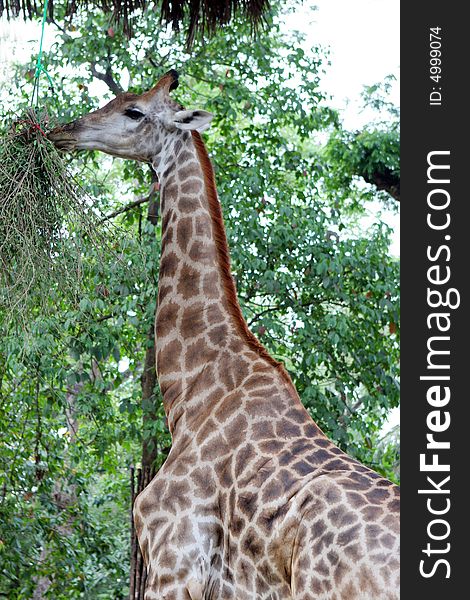 Giraffe in captivity eating leaves off a tree.