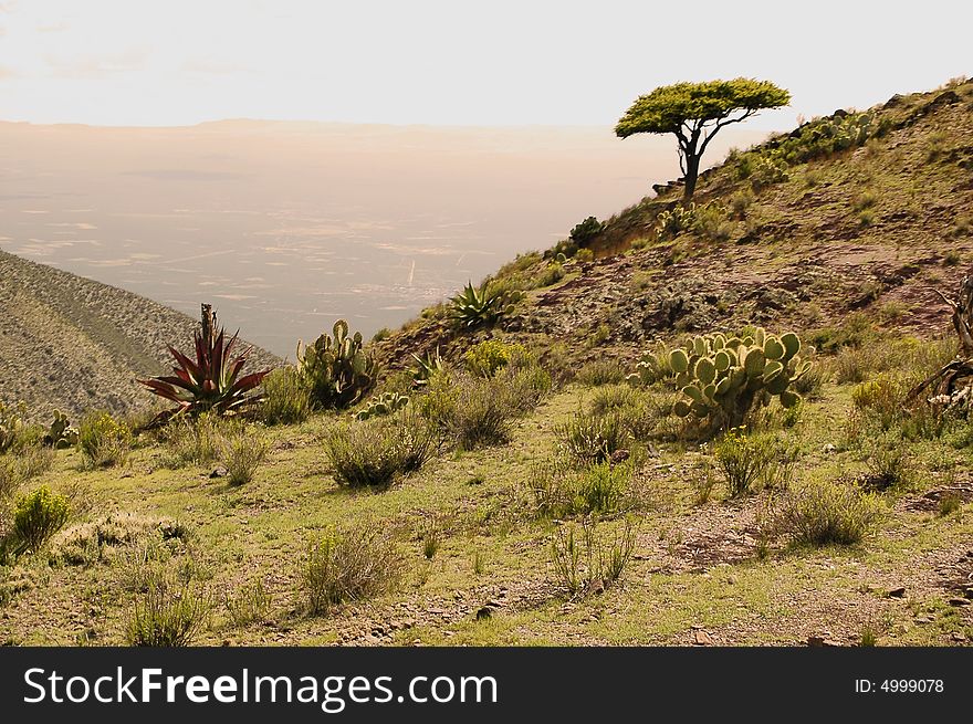 Landscape with tree and desert as background