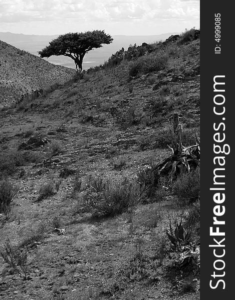 Landscape With Tree And Desert As Background