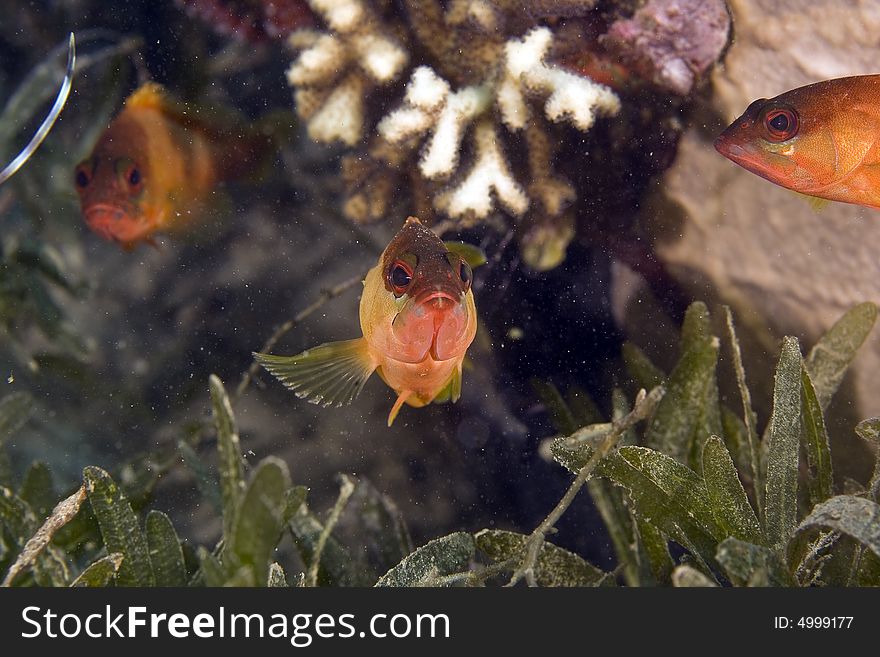 Blacktip Grouper Juv. (Epinephelus Fasciatus)