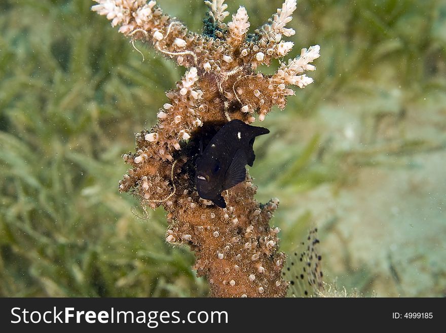 Three-spot dascyllus (dascyllus trimaculatus) next to a acropora taken in Na'ama Bay.