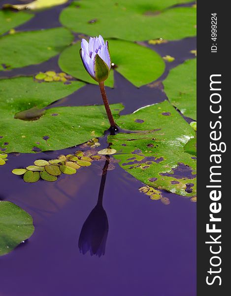 Detail of new lotus flower emerging from the water