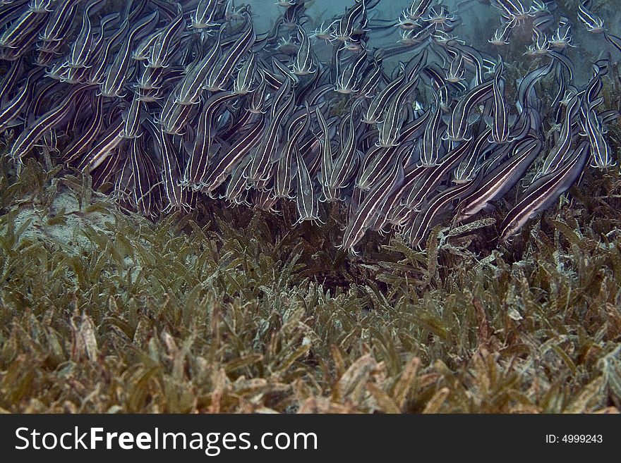 Striped eel catfish (Plotosus lineatus)