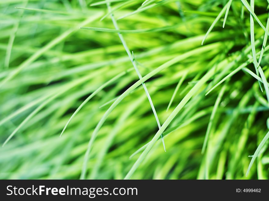 Bright green blurred grass. Close up.