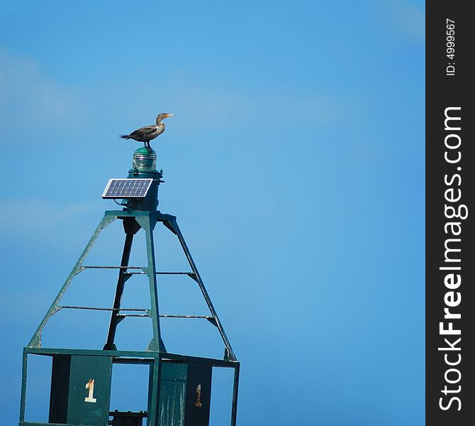 Detail of wild duck perching on a buoy