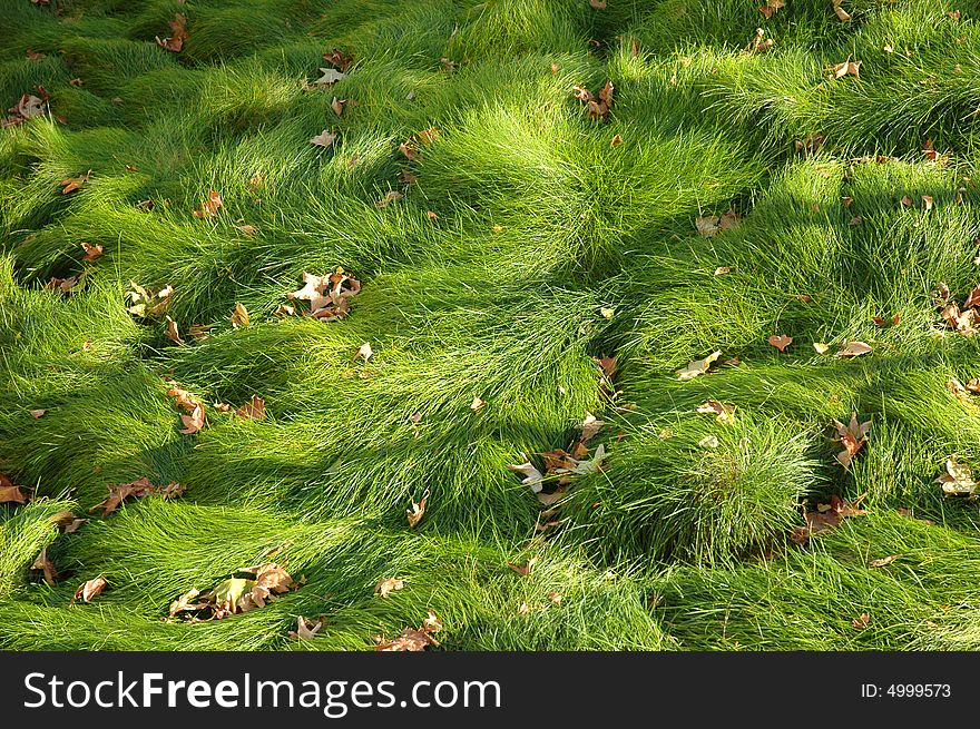 Sea Of Grass