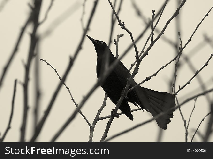 Black bird perching on tree branches