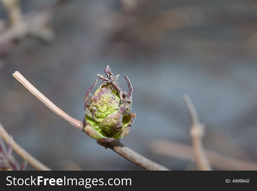 Close-up photo of opening bud in the spring