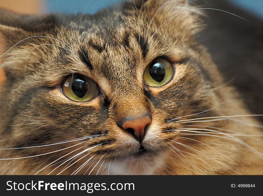 Close-up photo of cat face. Close-up photo of cat face