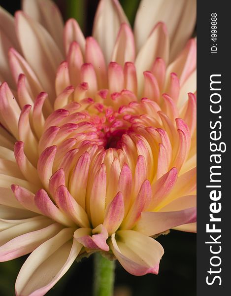 Macro Collection Series for Chrysanthemum Flower Family. Macro Collection Series for Chrysanthemum Flower Family