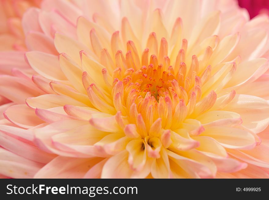 Pinkish Chrysanthemum Series15