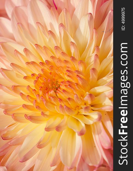 Macro Collection Series for Chrysanthemum Flower Family. Macro Collection Series for Chrysanthemum Flower Family
