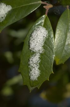 Snowy Leaf Royalty Free Stock Photos