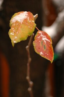 Snowy Bradford Pear Leaves Stock Photo Snowy Bradford Pear Leaves Stock Photo