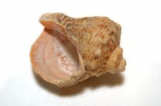 Sea Shell Stock Images