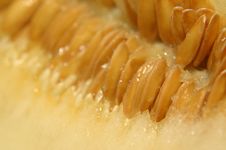Melon Seeds Stock Images Melon Seeds Stock Images