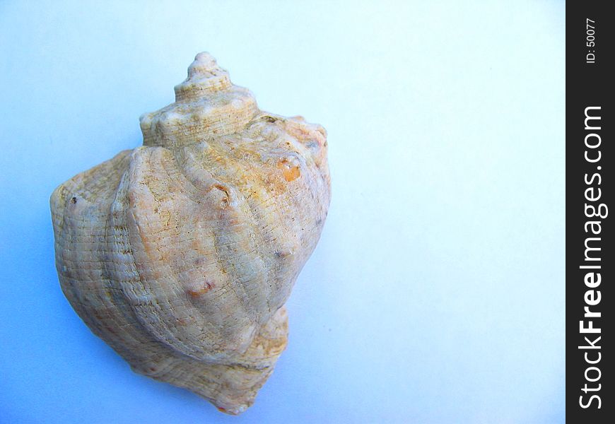 Seasnail Shell