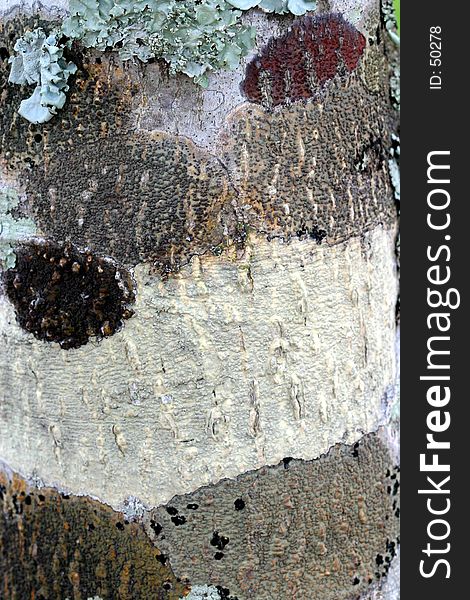 A pattern on a tree trunk consiting of various types of lichen. A pattern on a tree trunk consiting of various types of lichen.