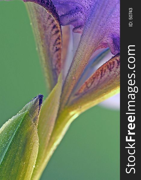 Wild blue flag iris