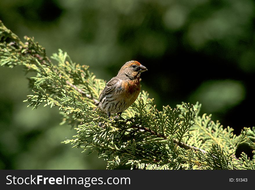 Finch sitting on evergreen branch in suburban backyard. Finch sitting on evergreen branch in suburban backyard