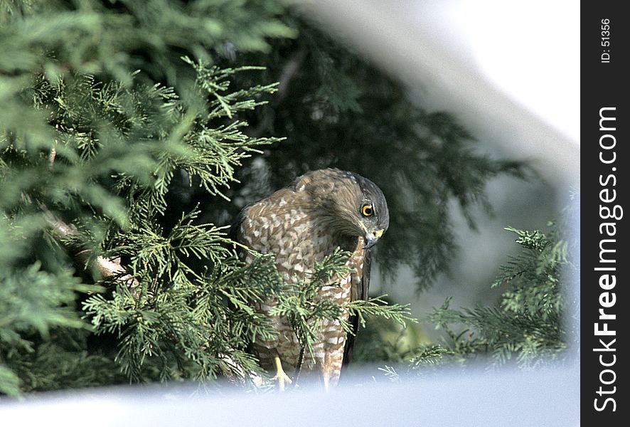 Hawk In Backyard Tree