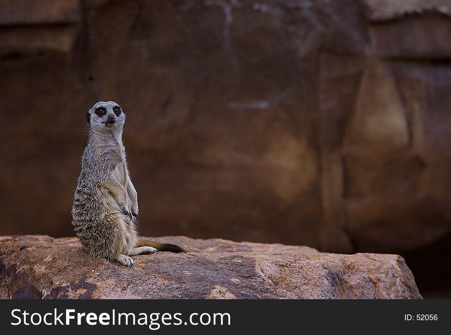 Meercat with negative space for text. Meercat with negative space for text.