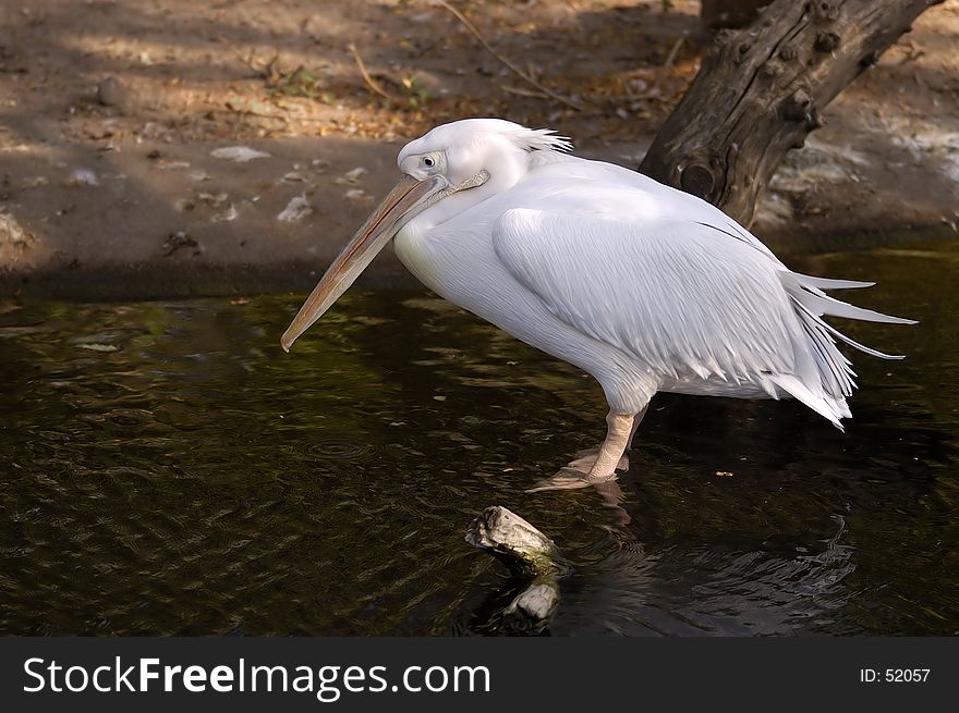 A white pelican perched on a tree stump waiting for fish.