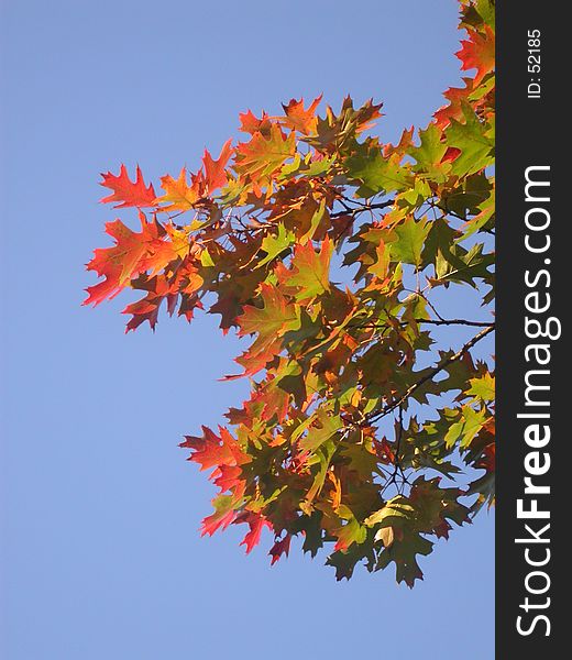 Lovely coloured leaves against a bright blue sky. Lovely coloured leaves against a bright blue sky.