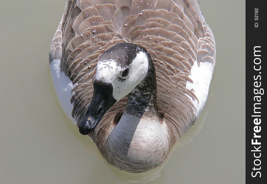 Water Droplets on back of a Canada Goose. Water Droplets on back of a Canada Goose.