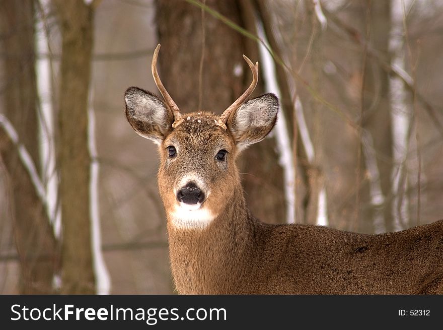 A small buck photographed close up.