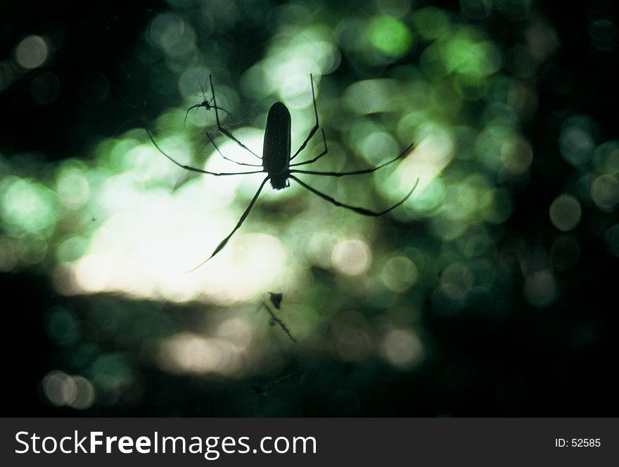 Jungle spider