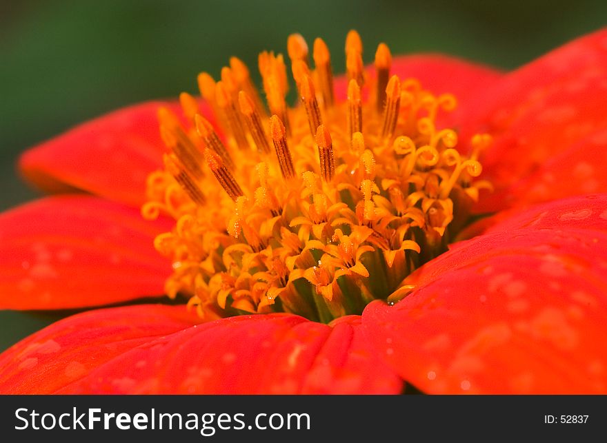 A close up of a Mexican Sunflower. A close up of a Mexican Sunflower