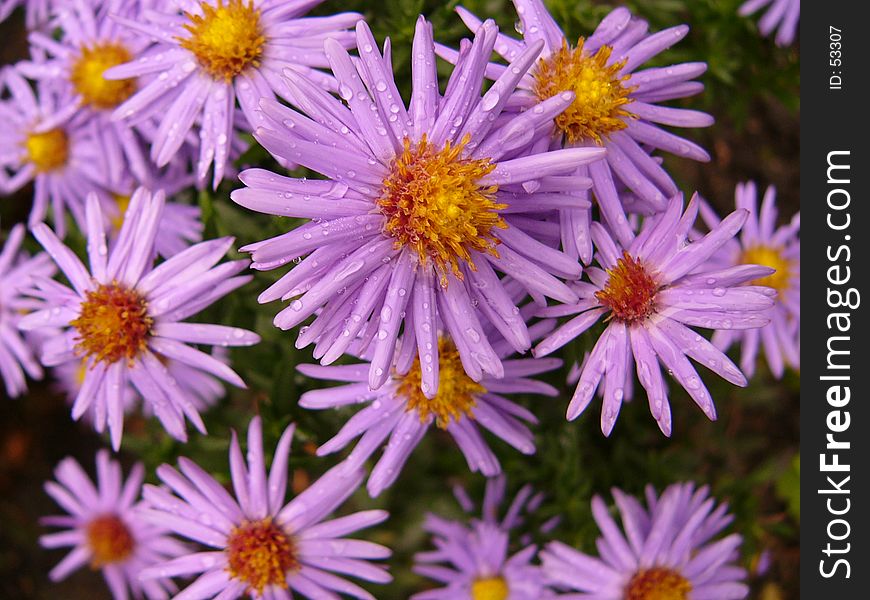 Violet daisies