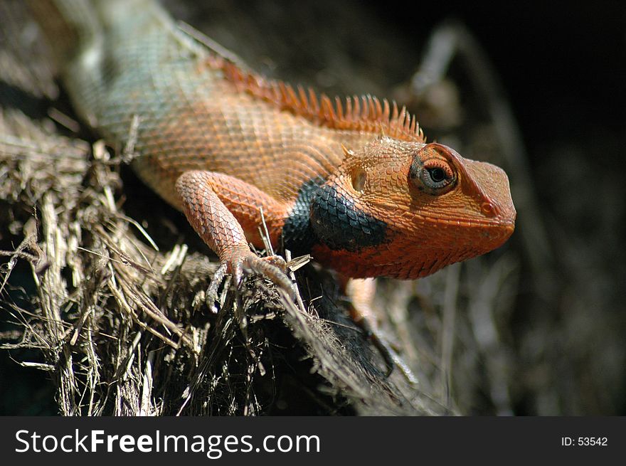 Closeup of an iguana. Closeup of an iguana.