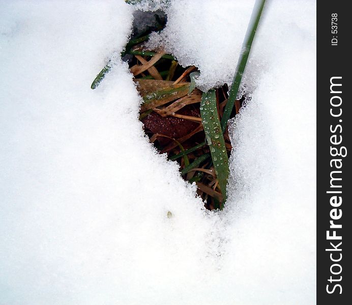 Some grass green and yellow are grow in winter. Some grass green and yellow are grow in winter