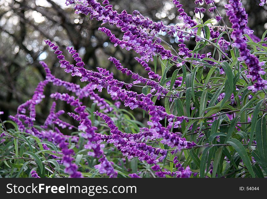 Purple fall flowers with bare trees in background. Purple fall flowers with bare trees in background.