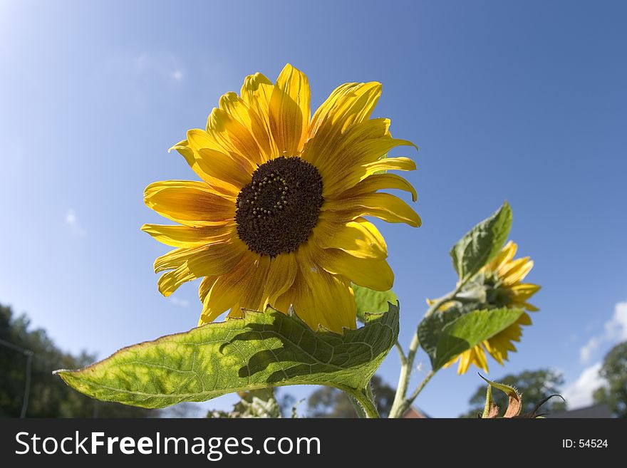 Sunflower and a blue sky