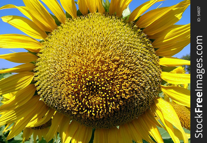 Sunflower, pollen grain (seeds)