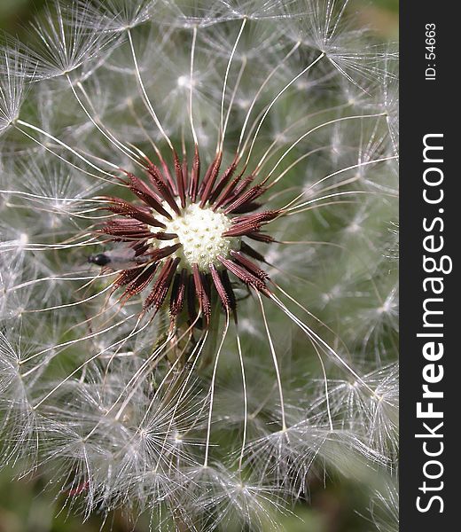 Closeup and personal with an old dandelion. Closeup and personal with an old dandelion