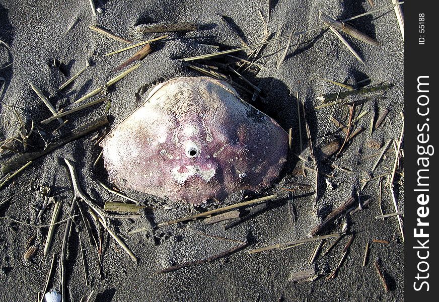 The shell of a dead crab, laying in the damp sand. There's a hole in the middle of the shell, perhaps made by whatever predator killed it.