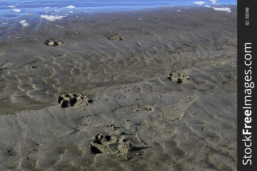 Doggy footprints left in the wet sands of a beach on the Pacific Coast of Washington. Doggy footprints left in the wet sands of a beach on the Pacific Coast of Washington.