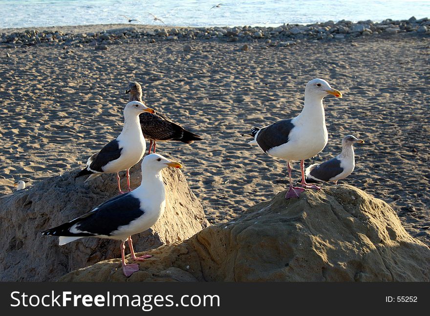 Five seagulls perch on rocks at the beach in Ventura, California. Five seagulls perch on rocks at the beach in Ventura, California.