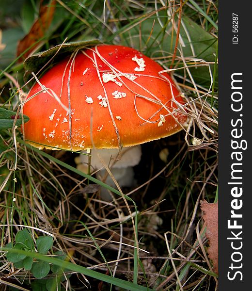 Detail of a red fly agaric (Amanita Muscaria). Detail of a red fly agaric (Amanita Muscaria).