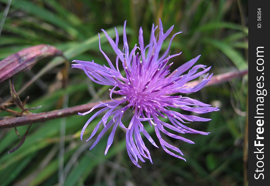 Thistle - flower closeup shot